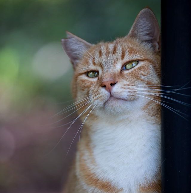 ginger-kitty