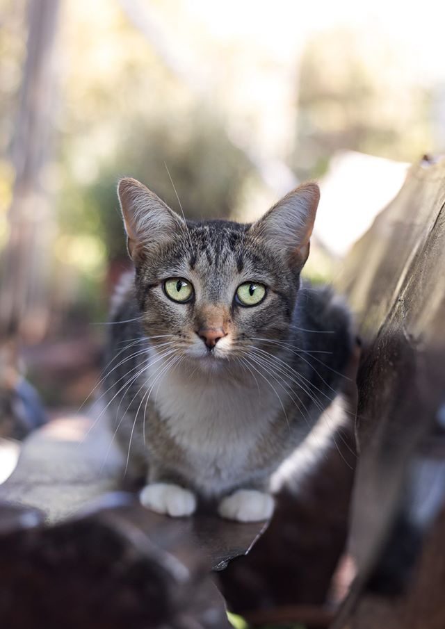white-kitty